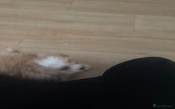 Cavapoo dogs for sale: Adorable cavapoo girl puppy - Advert 10