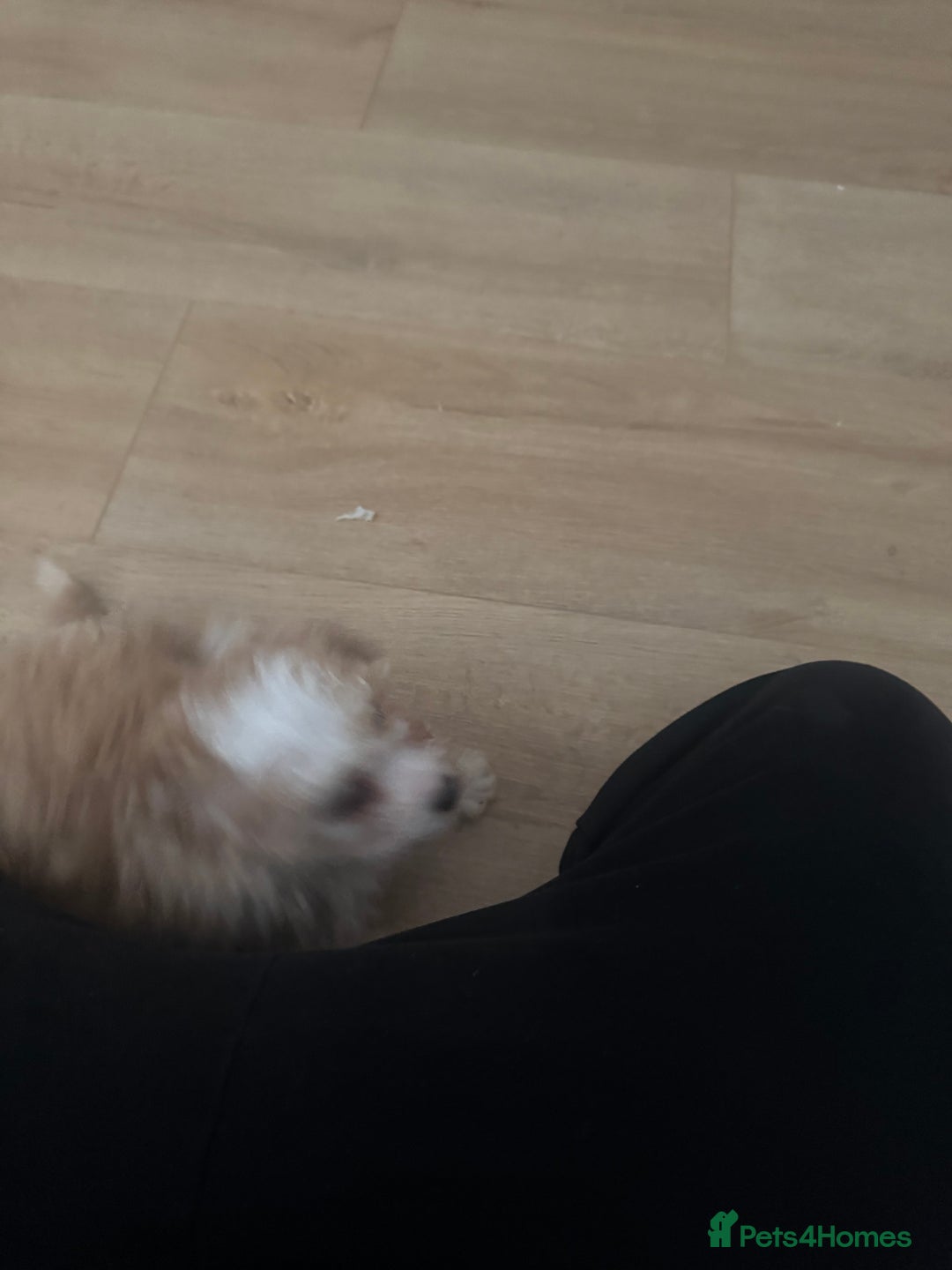 Cavapoo dogs for sale: Adorable cavapoo girl puppy - Advert 10