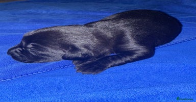 Labrador Retriever dogs - Advert 12