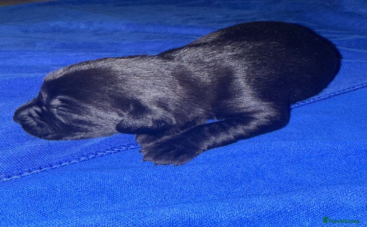 Labrador Retriever dogs - Advert 16