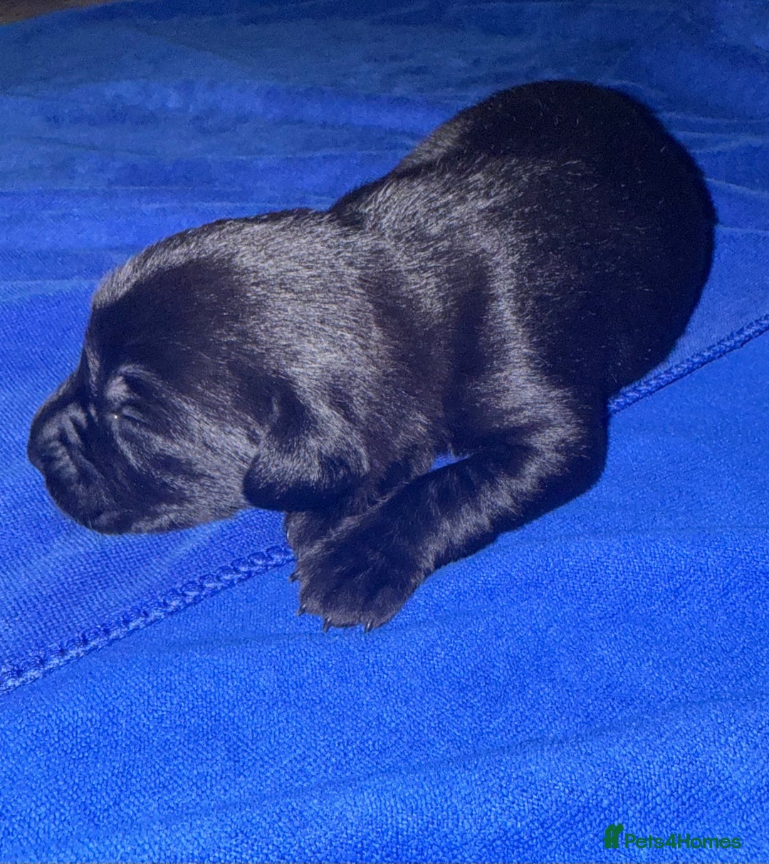 Labrador Retriever dogs for sale: Black Labrador retriever puppies KC registered - Image 2