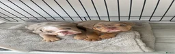 English Bulldog dogs for sale: ***REDUCED*** English bulldog Fully KC registered  - Advert 4