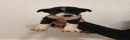 Border Collie dogs for sale: 2 Border collie puppies for sale  - Advert 9
