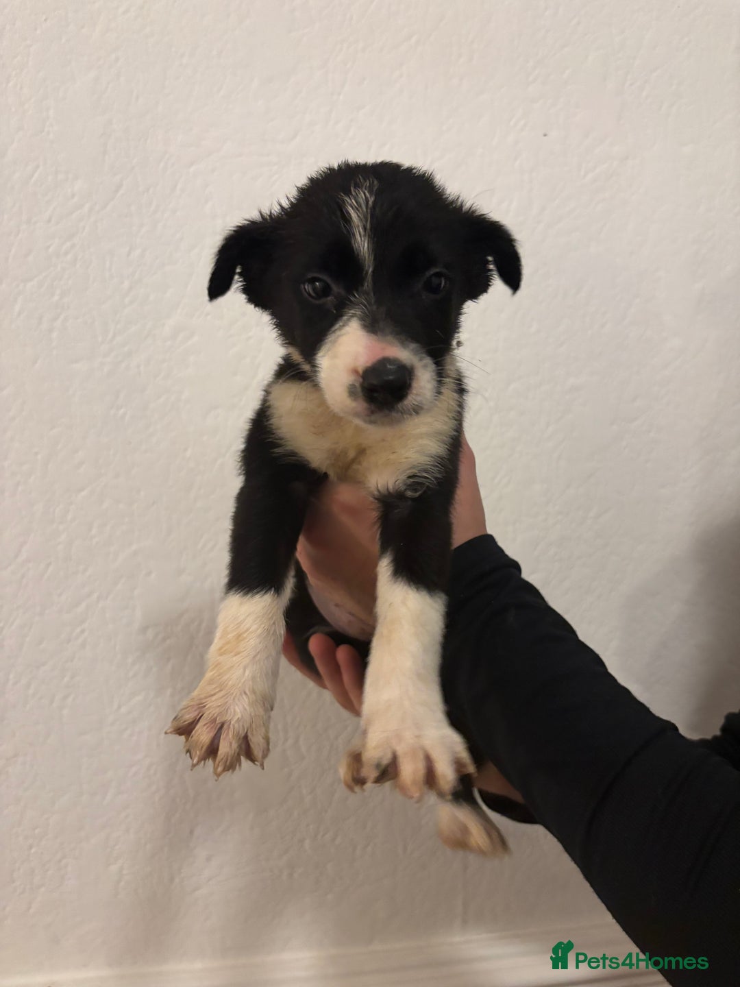 Border Collie dogs for sale: Border collie puppies for sale  - Image 9