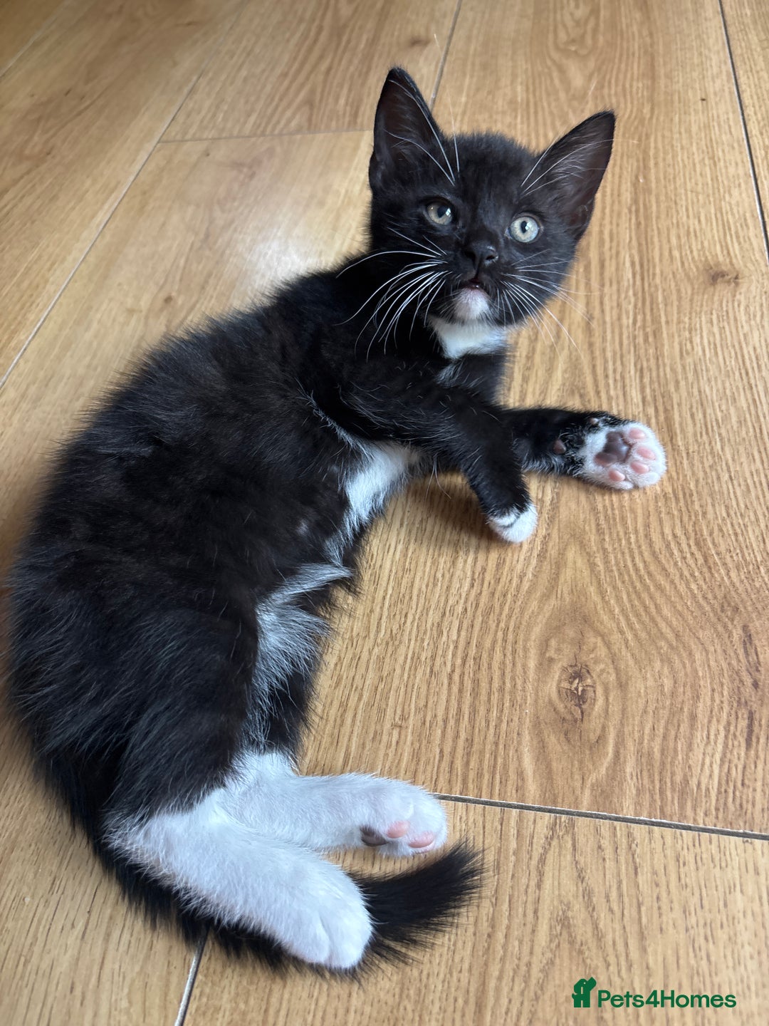 Domestic Shorthair cats for sale: 4 black and white kittens - Image 7