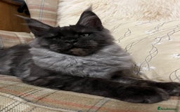 Maine Coon cats for sale: ⭐️Beautiful Maine Coon Kittens⭐️ - Image 4