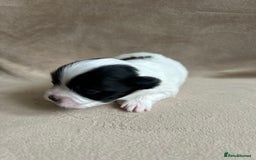 Coton De Tulear dogs for sale: Coton de Tulear puppies  - Image 8