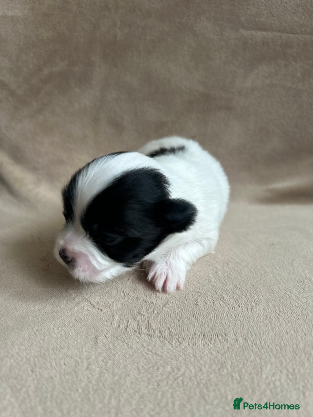 Coton De Tulear dogs for sale: Coton de Tulear puppies  - Image 8