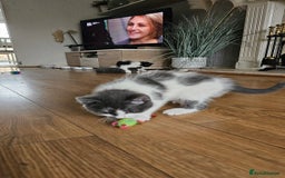 Mixed Breed cats for sale: 4 adorable kittens — 2 boys girls and 2 girls. - Image 27