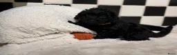 Jackapoo dogs for sale: *** Stunning Jackapoos Ready Now - Advert 19