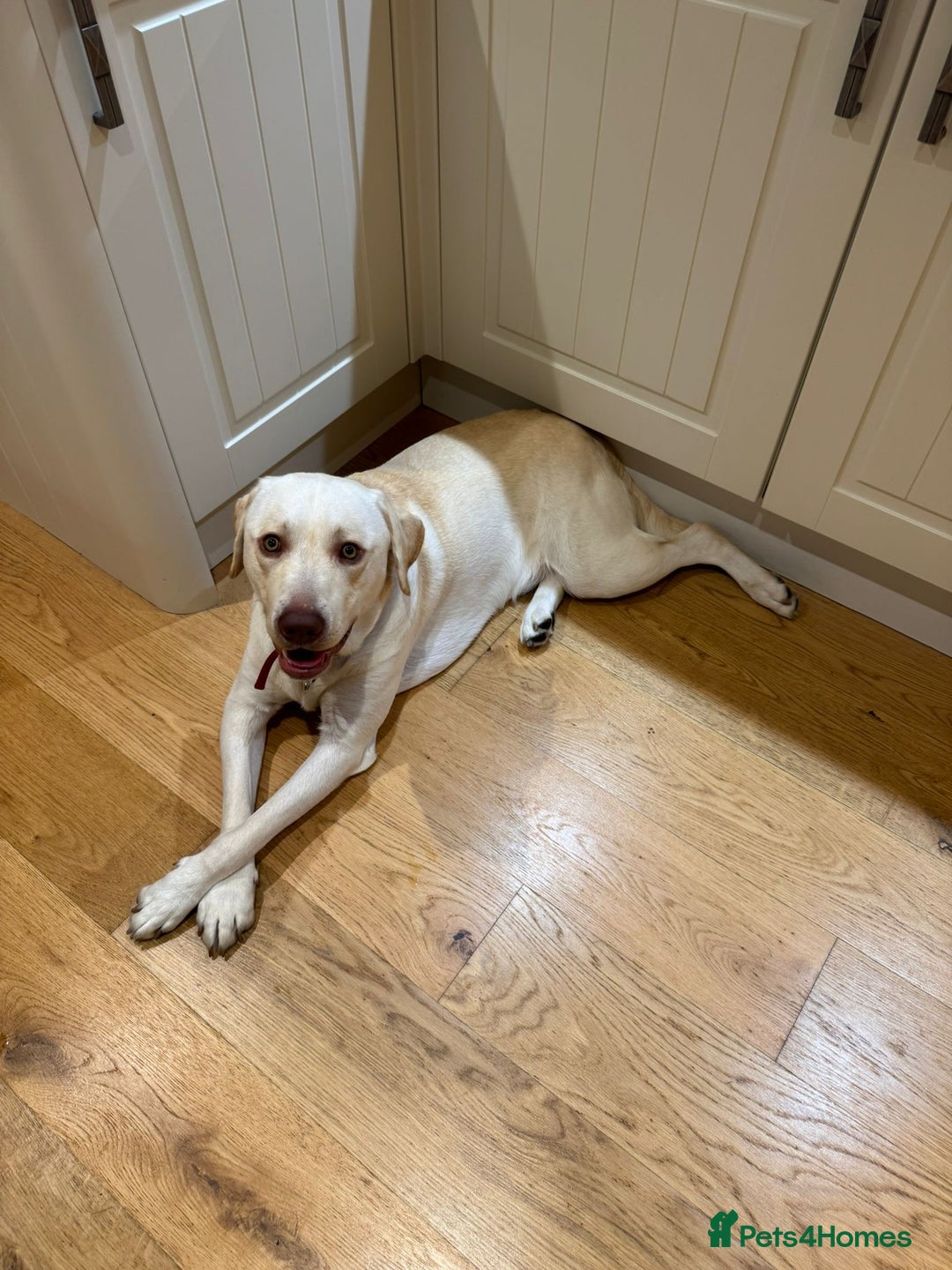Labrador Retriever dogs for adoption: Gorgeous Lab for adoption  - Image 3
