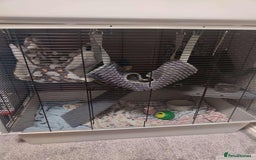 Rat rodents for sale: 3 female rats and enclosure - Advert 3