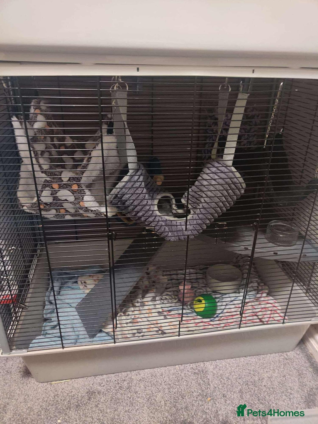 Rat rodents for sale: 3 female rats and enclosure - Advert 3