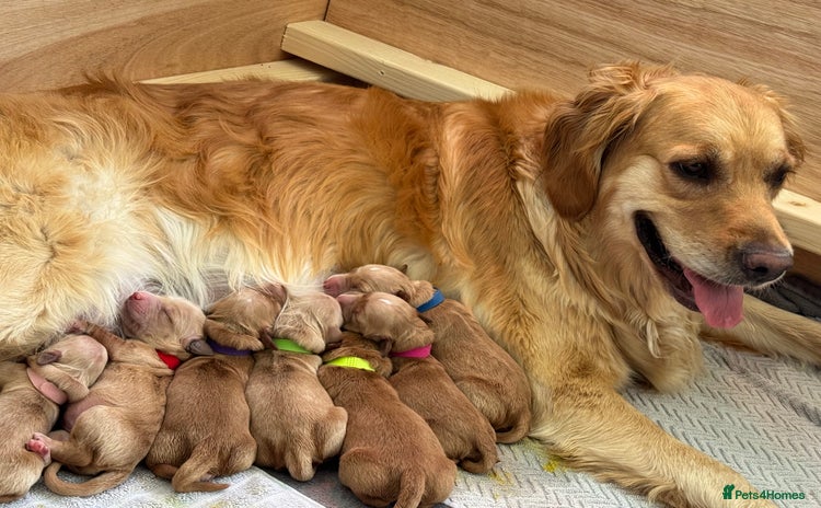 Golden Retriever dogs - Advert 1