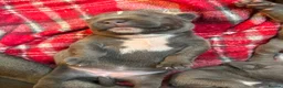 Staffordshire Bull Terrier dogs for sale: Staffordshire Bull Terrier pups - Advert 3