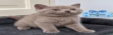 Vinnie 