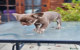 French Bulldog dogs for sale: Chocolate Rojo tan fluffy French bulldog  - Image 8