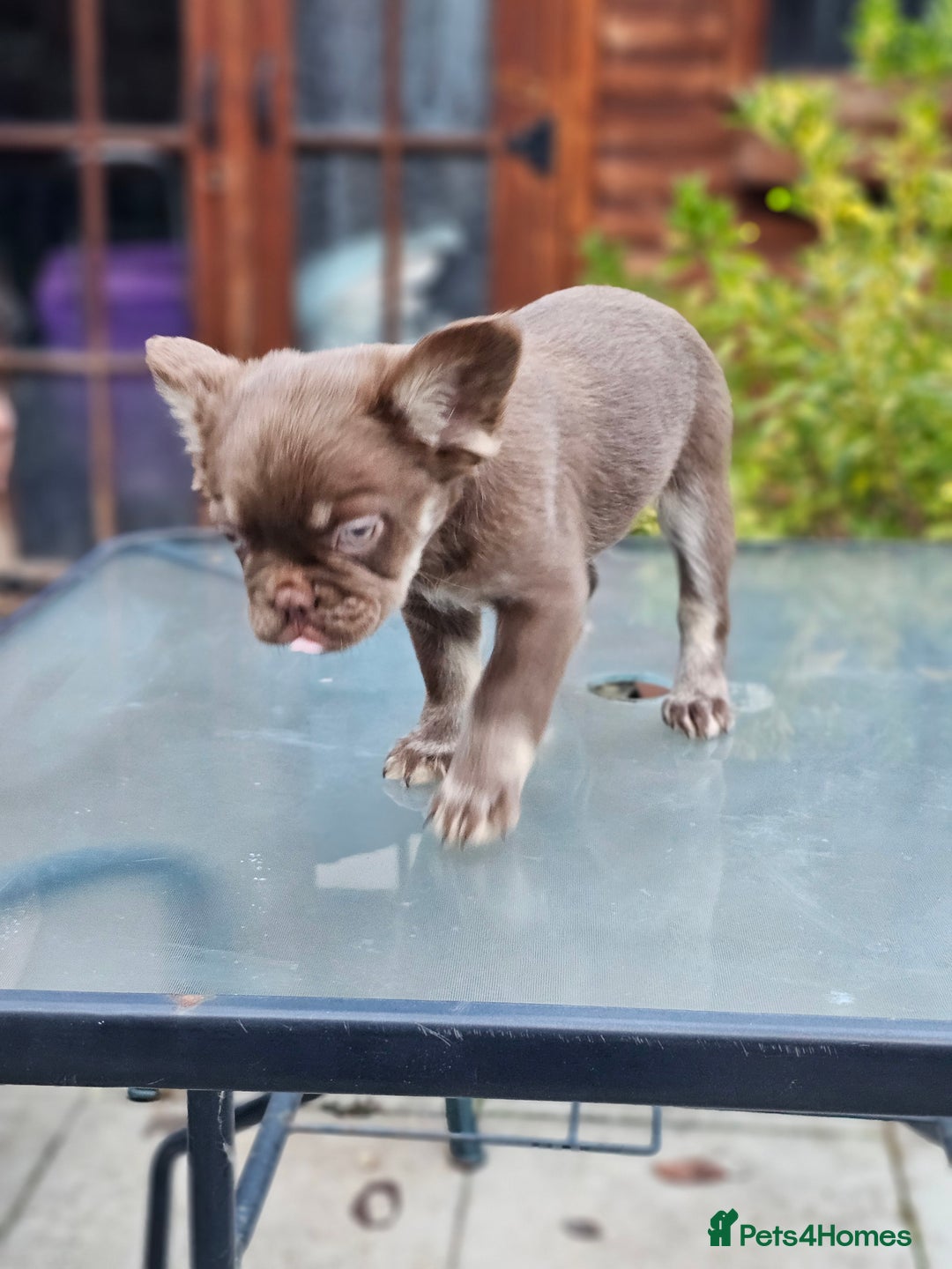 French Bulldog dogs for sale: Chocolate Rojo tan fluffy French bulldog  - Image 8