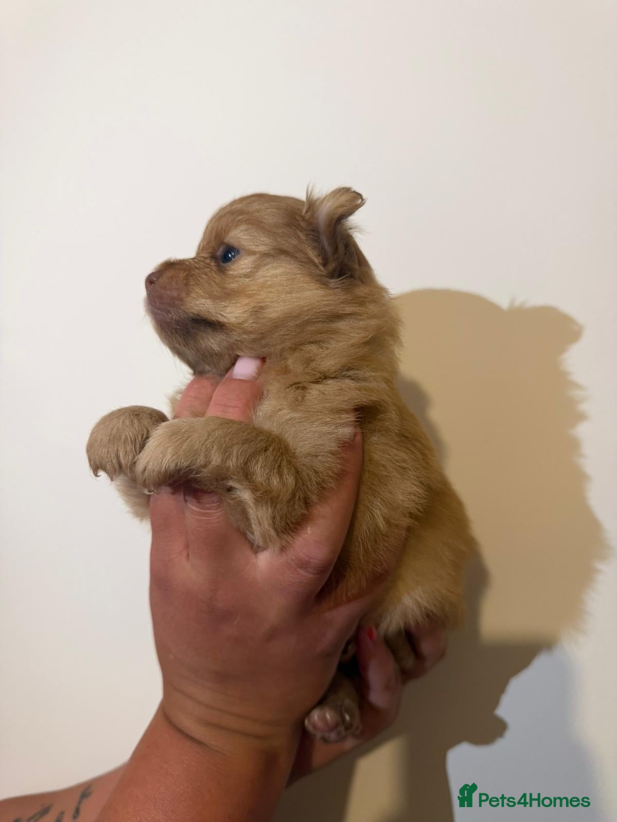 Pomeranian dogs for sale: Adorable Pomerania puppies  - Advert 14