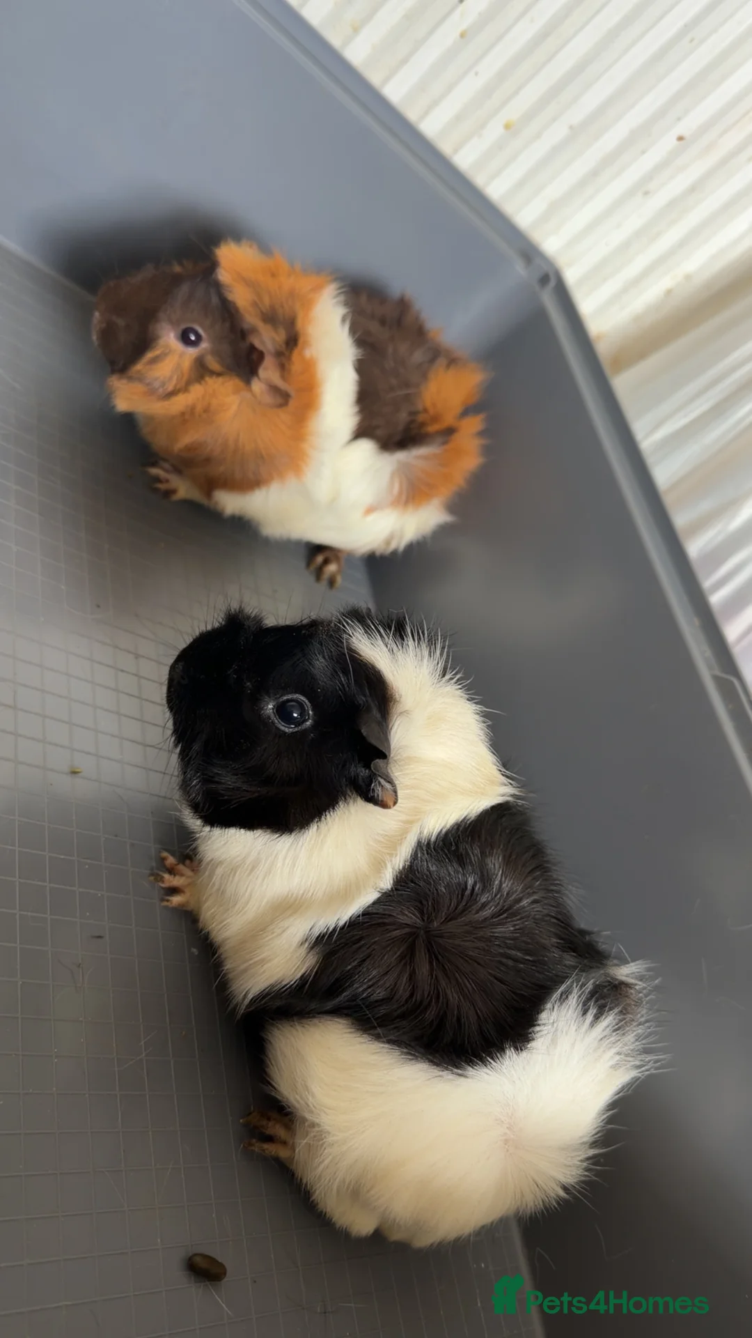 Guinea Pig rodents for sale: Two Beautiful 5-Month-Old Female Guinea Pigs - Advert 1