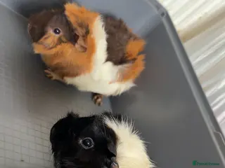 Guinea Pig rodents Two Beautiful 5-Month-Old Female Guinea Pigs - Advert 15