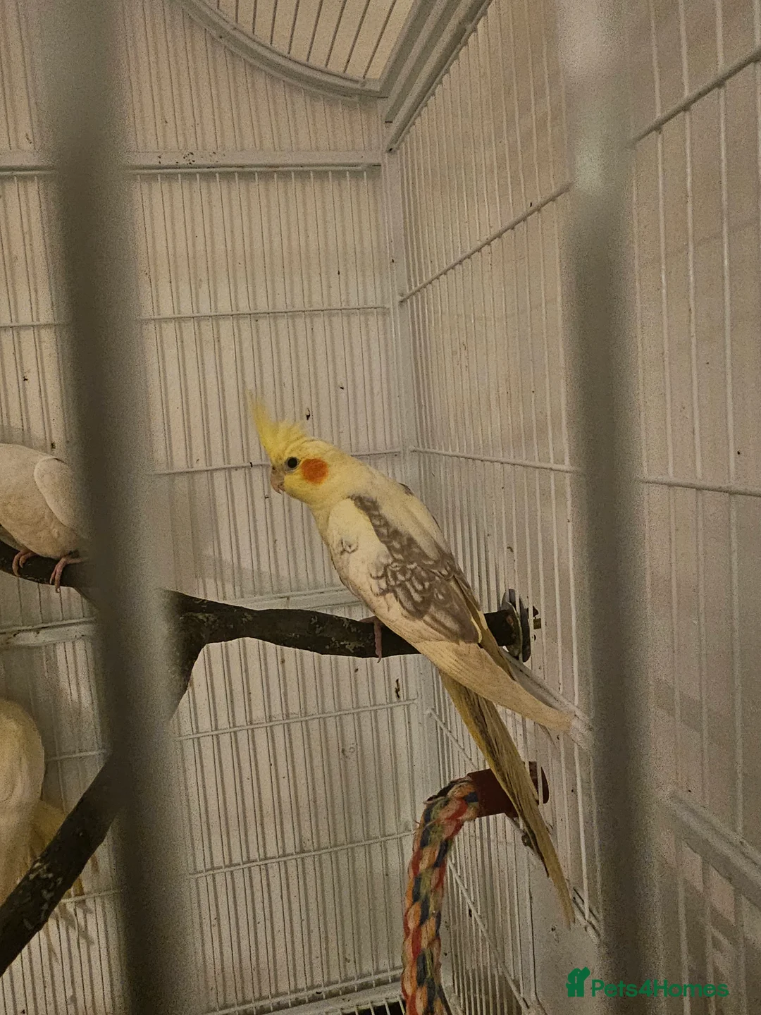 Cockatiels birds for sale: Cockatiel - Advert 7