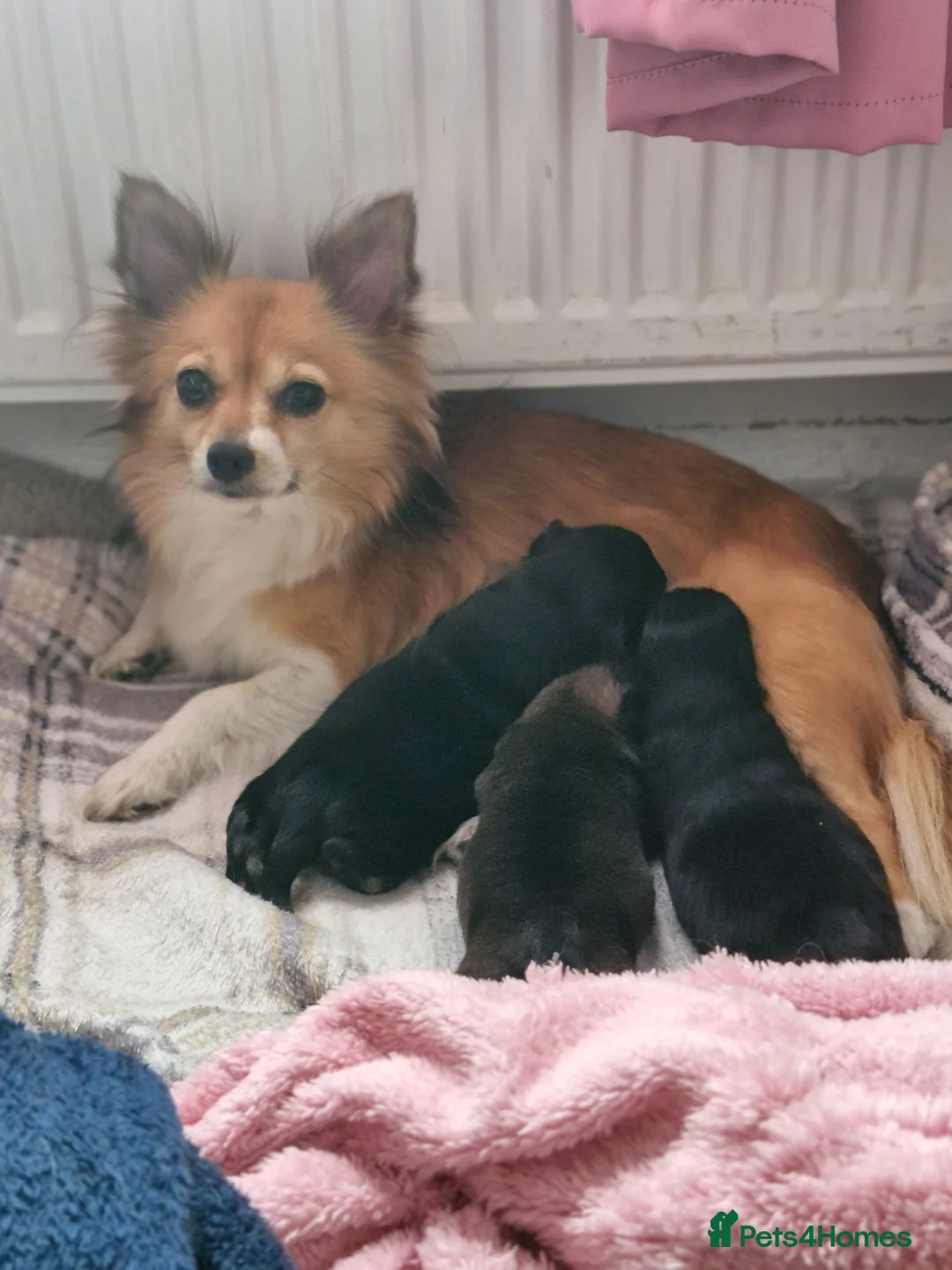 Pomchi dogs for sale: Pomchis 💙💙💖 - Advert 15