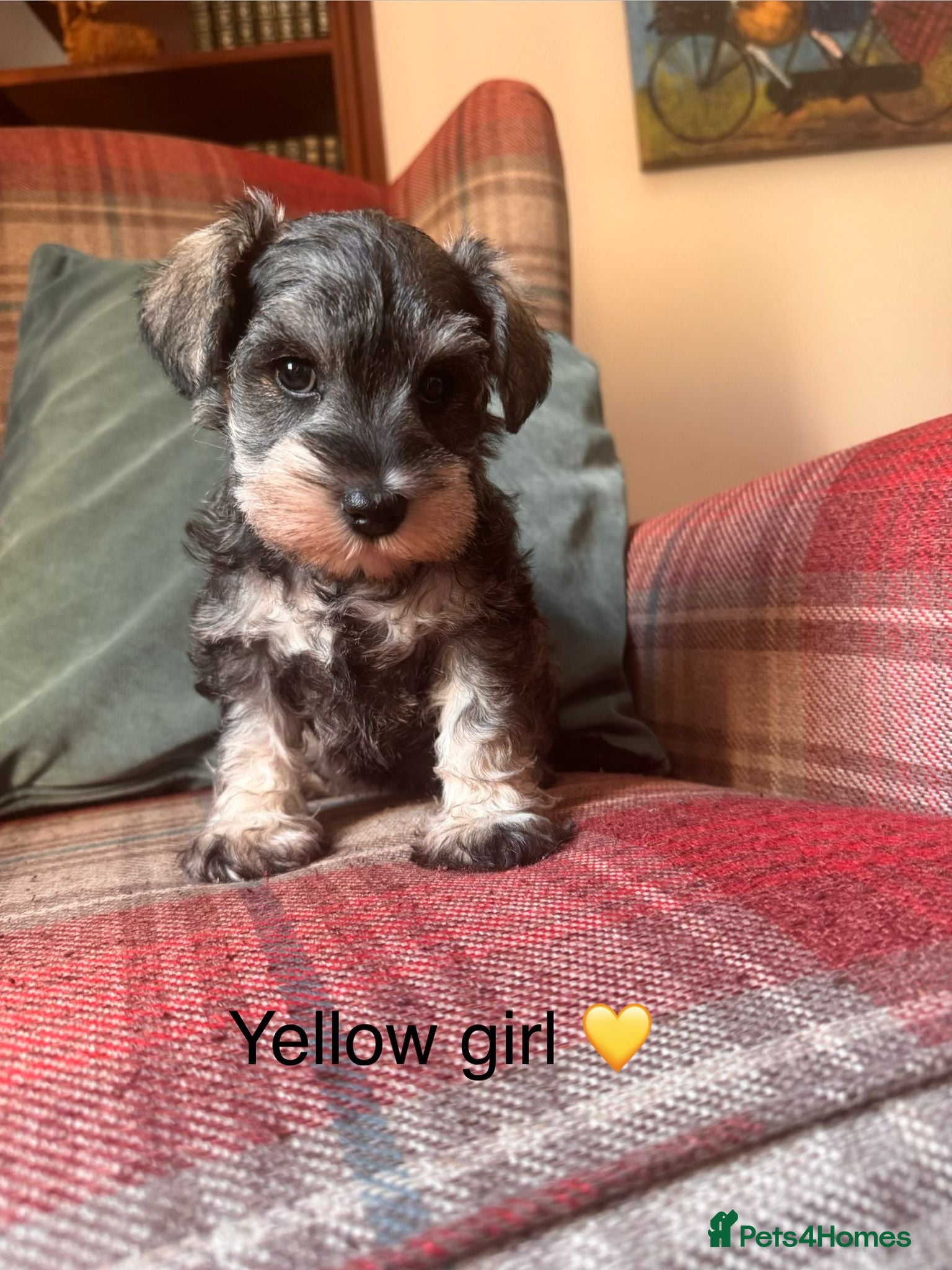 Miniature Schnauzer dogs KC registered, health tested puppies available  - Advert 2