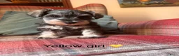 Miniature Schnauzer dogs for sale: KC registered, health tested puppies available  - Advert 2