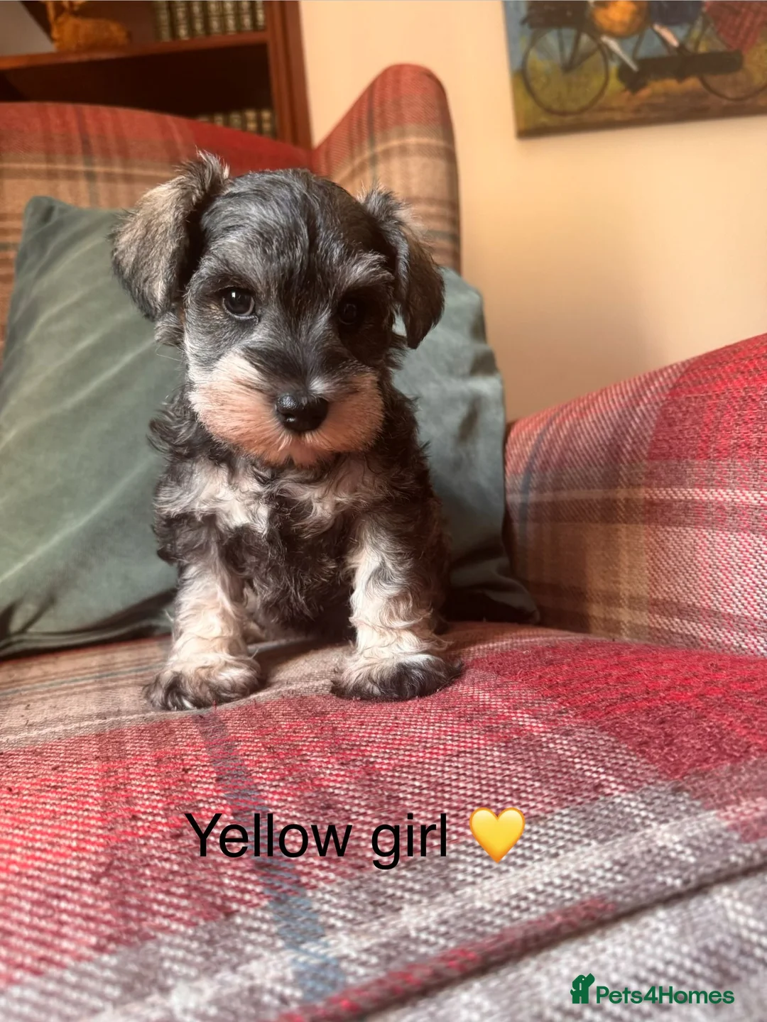Miniature Schnauzer dogs for sale: KC registered, health tested puppies available  - Advert 2