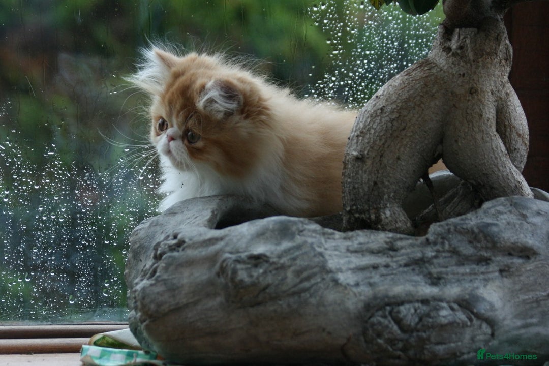 Persian cats for sale: Fluffy Persian Exotic kittens - Image 10