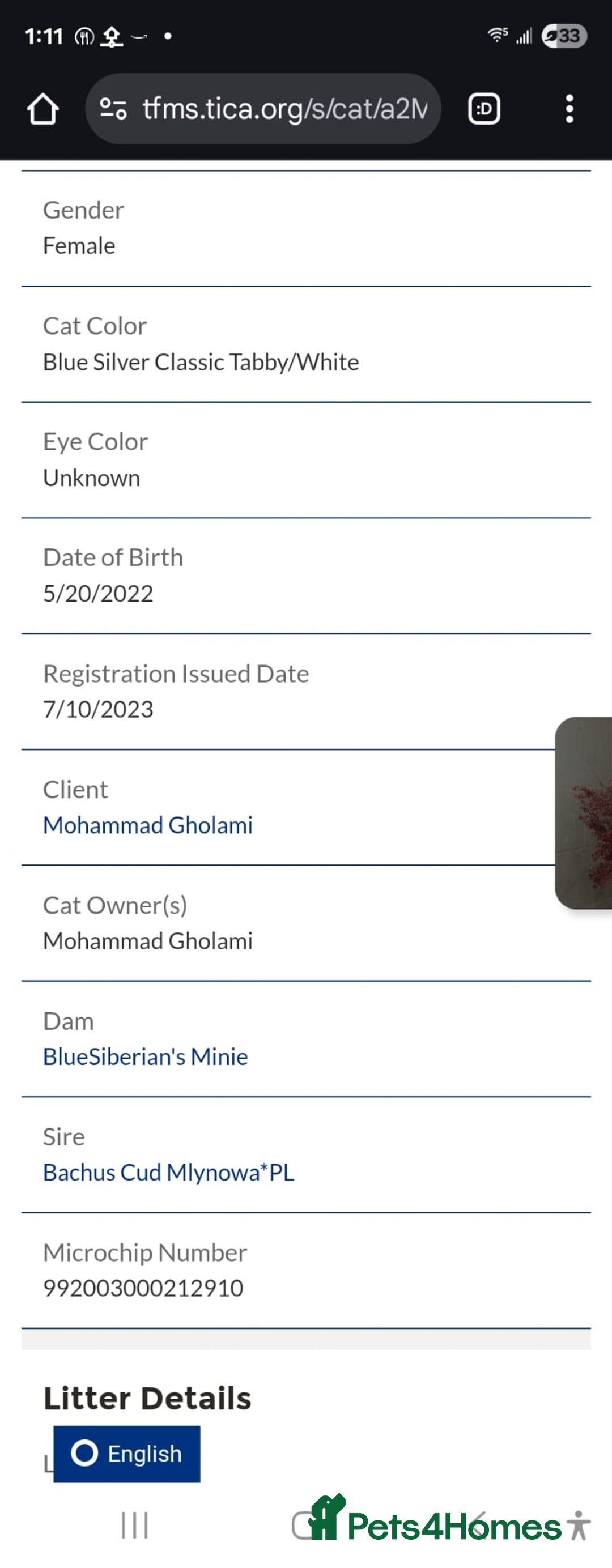 Siberian cats for sale: Siberian Kittens Super Friendly 💕🐾 - Image 12