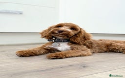 Cocker Spaniel dogs for sale: Beautiful toy cockapoo  - Image 2