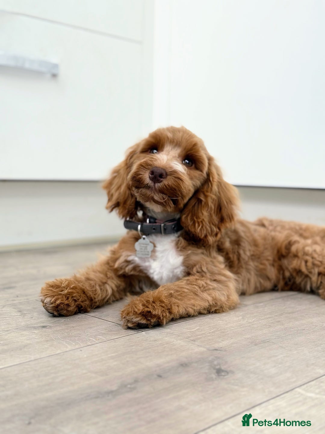 Cocker Spaniel dogs for sale: Beautiful toy cockapoo  - Image 2