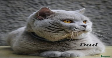 British Shorthair cats - Advert 16