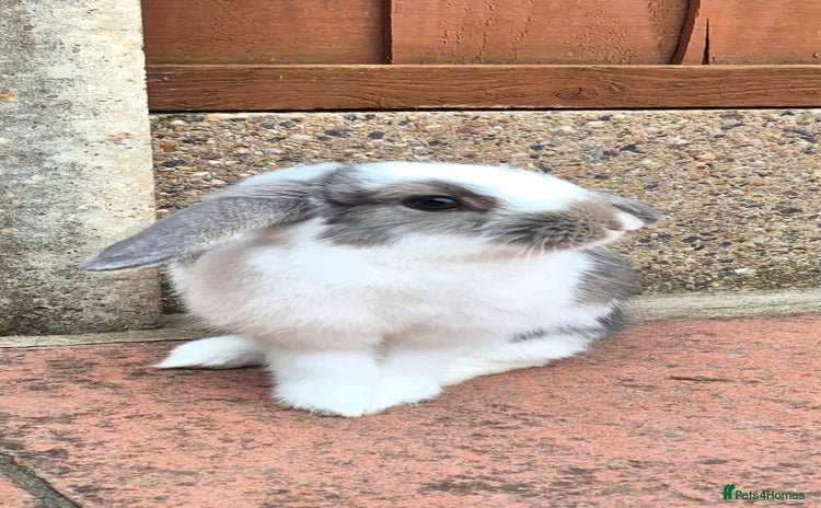 Mini Lop rabbits - Advert 3