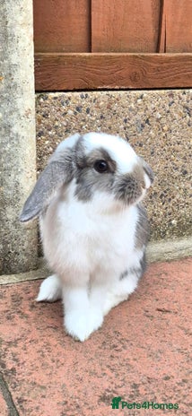 Mini Lop rabbits - Advert 3
