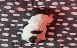 English Springer Spaniel dogs for sale: KC registered English Springer Spaniel puppies - Image 7