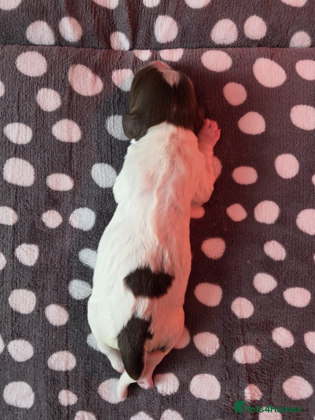English Springer Spaniel dogs for sale: KC registered English Springer Spaniel puppies - Image 7