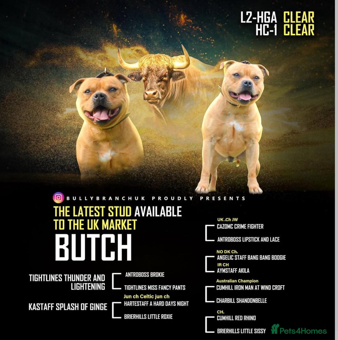 Staffordshire Bull Terrier dogs for sale: Stunning short stocky staffys  - Advert 2