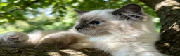 Ragdoll cats for sale: GCCF 5Gen Pedigree Blue Mitted Kittens - Advert 5