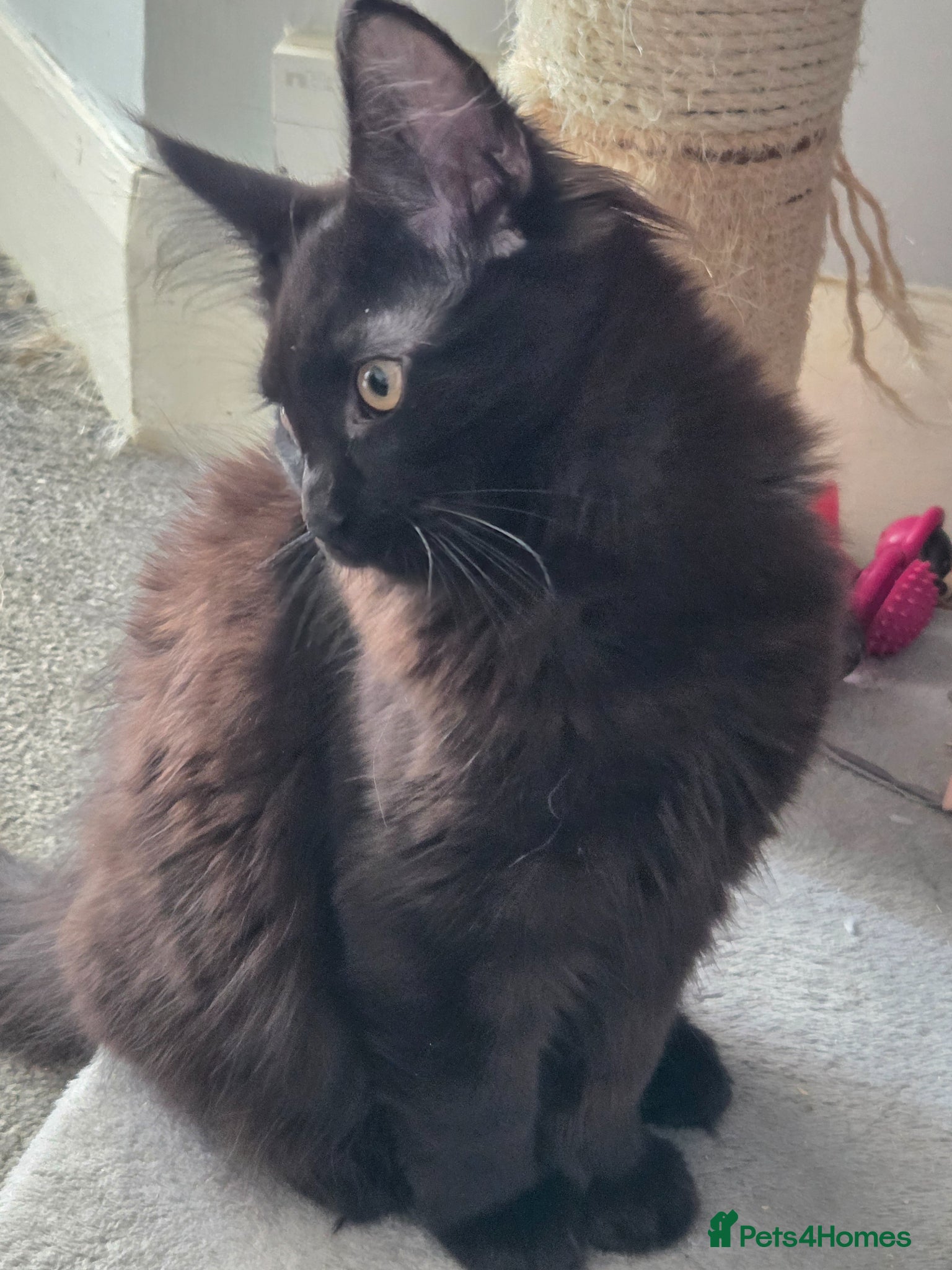 Maine Coon cats 2 kittens left XL Maine Coon TICA registered  - Advert 2