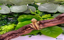 Gecko reptiles for sale: High red gargoyle gecko babies - Image 7