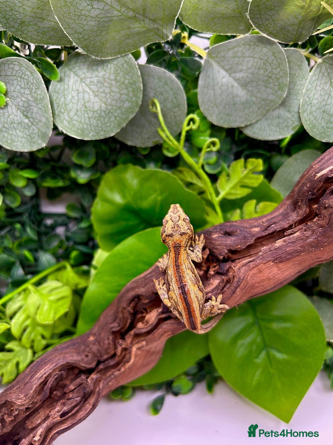 Gecko reptiles for sale: High red gargoyle gecko babies - Image 7
