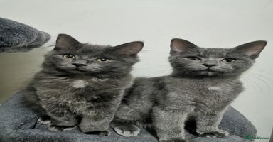 Ragdoll cats - Advert 14