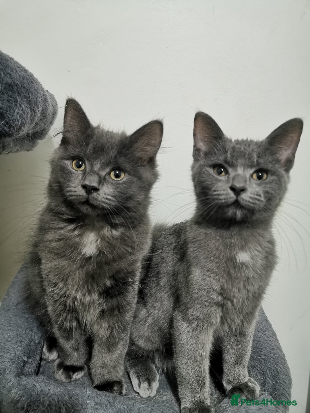 Ragdoll cats for sale: Stunning Ragdoll kittens - Image 3