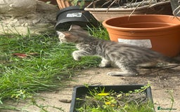 Maine Coon cats for sale: 3/4 Maincoon Cross - Image 10