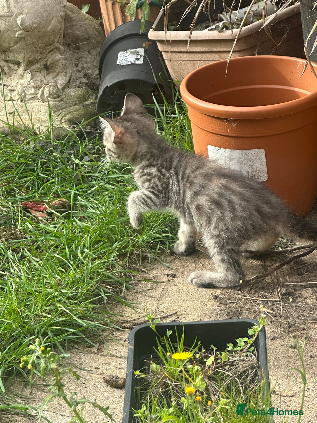Maine Coon cats for sale: 3/4 Maincoon Cross - Image 10