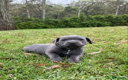 Staffordshire Bull Terrier dogs for sale: Staffordshire  puppies for sale - Image 6