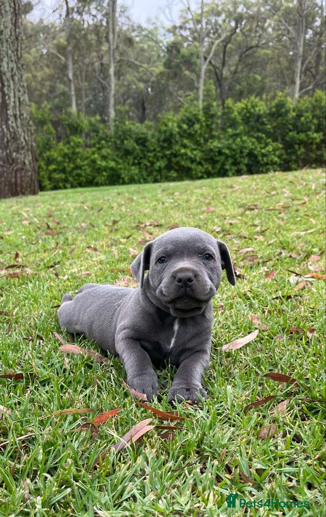 Staffordshire Bull Terrier dogs for sale: Staffordshire  puppies for sale - Image 6